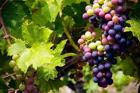 Monday Blind Tasting: 16 September 2019